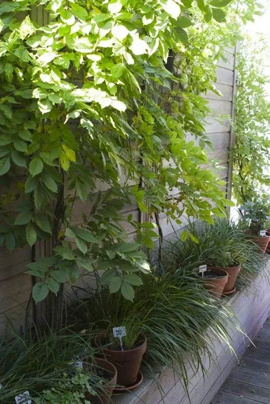 Klimplant tegen een houten wand met terracotta potjes