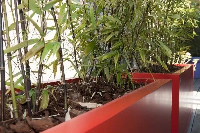 Rode plantenbakken met bamboe op een terras