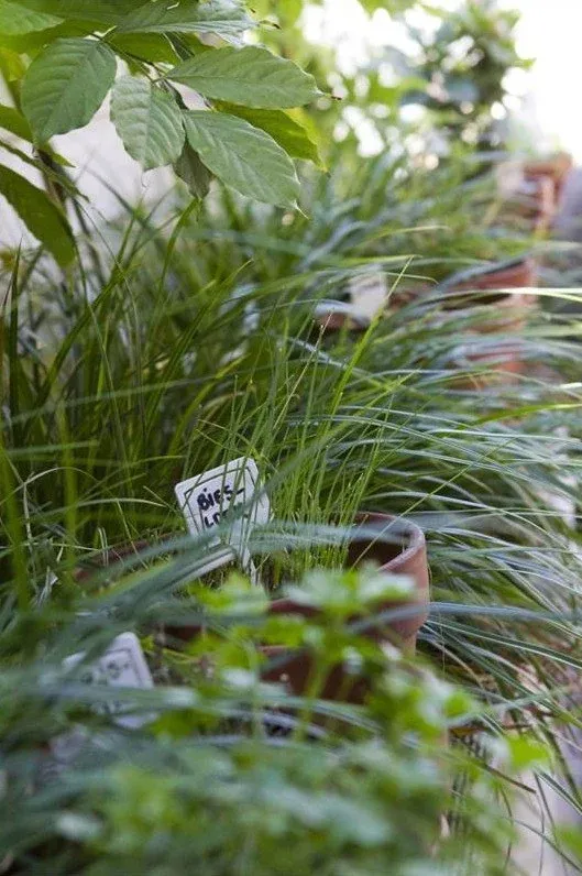 Varens en siergrassen in potten met plantlabels