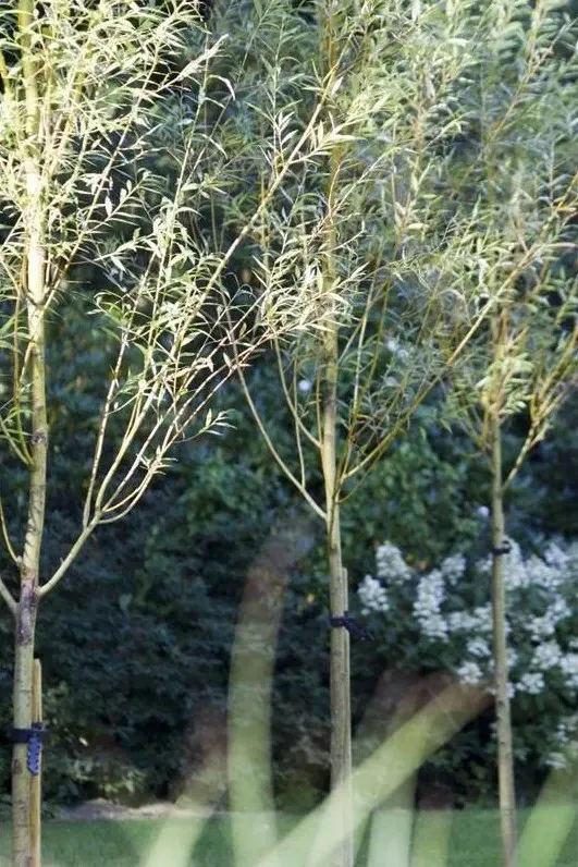 Rij jonge berken voor witte bloeiende heesters