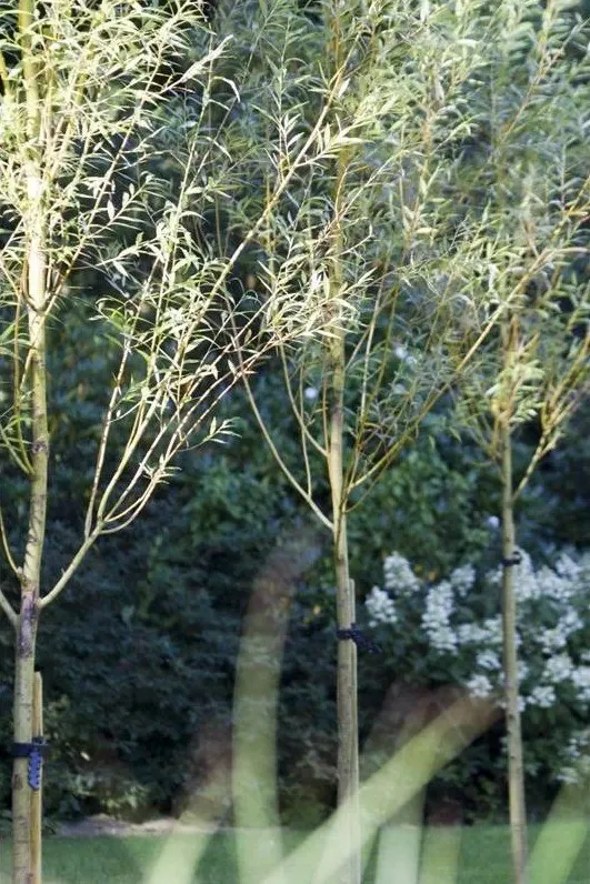 Rij jonge berken voor witte bloeiende heesters