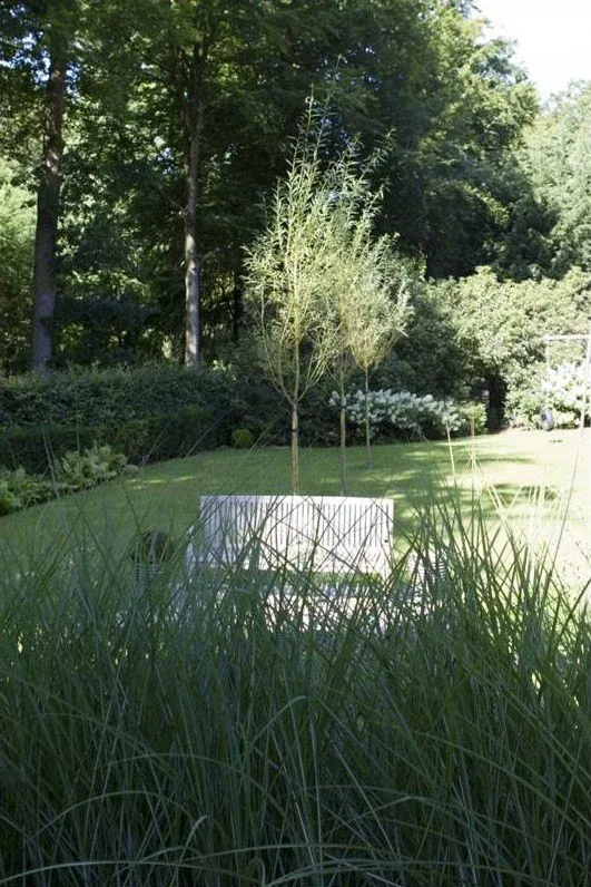 Gazon met een jonge meerstammige boom en siergrassen op de voorgrond