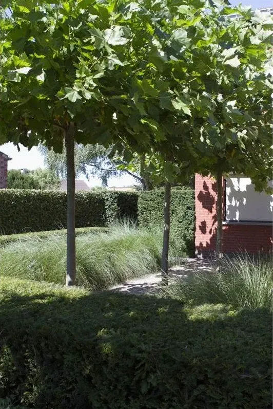 Leiboom boven lage hagen en siergrassen