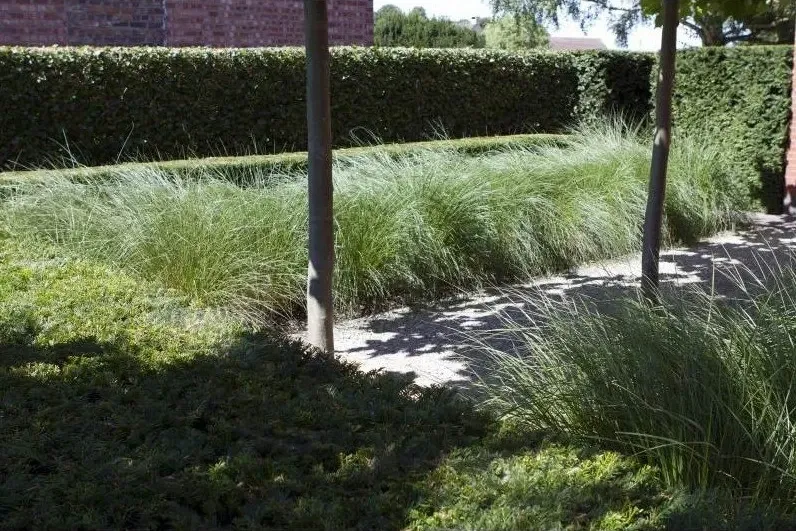 Rij bomen met siergrassen en een lage haag