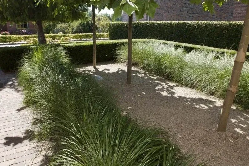 Gravelpad tussen banen siergrassen onder leibomen